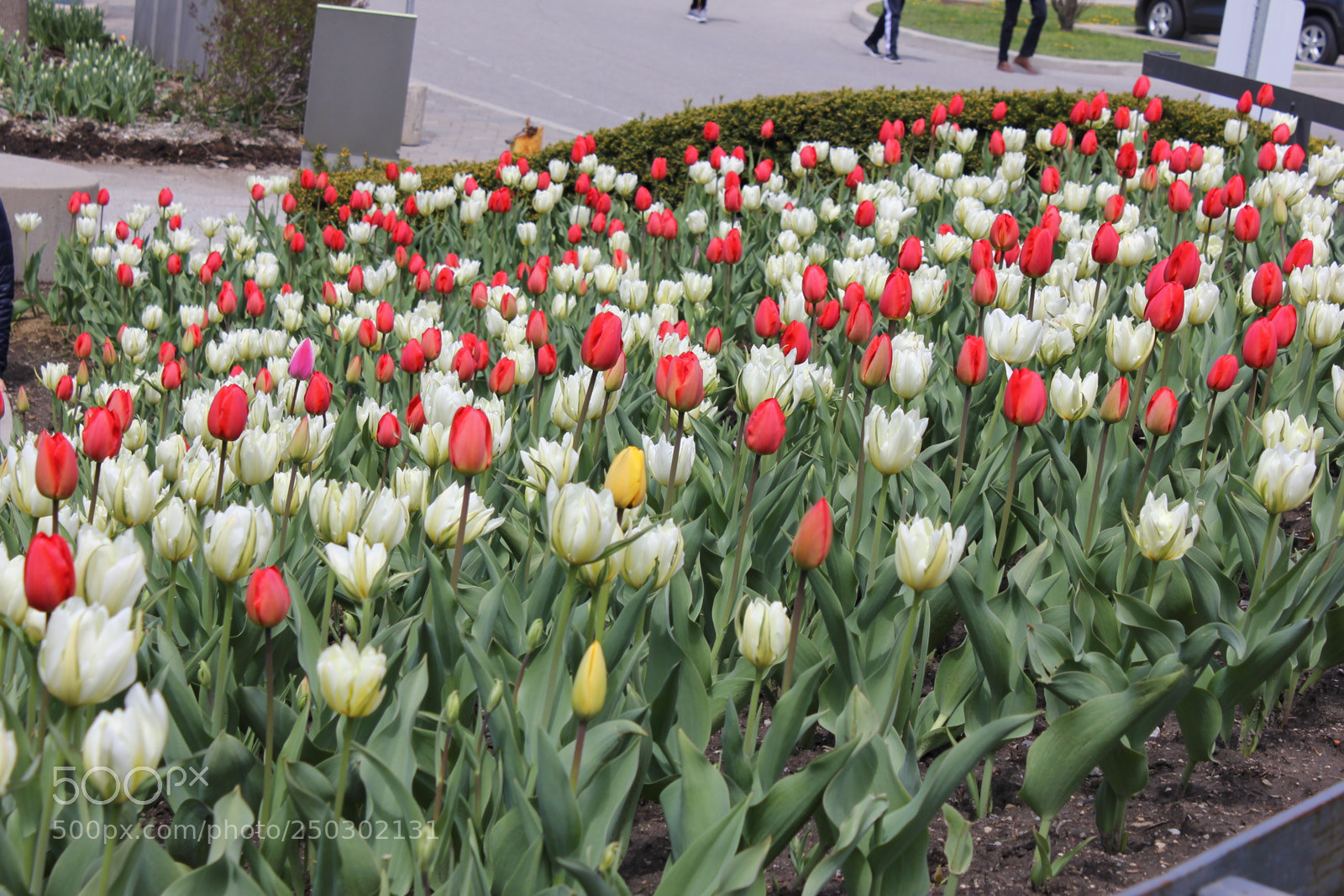 Canon EOS 550D (EOS Rebel T2i / EOS Kiss X4) sample photo. Tulips edward's garden, toronto photography