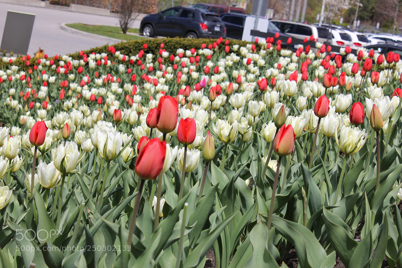 Canon EOS 550D (EOS Rebel T2i / EOS Kiss X4) sample photo. Tulips edward's garden, toronto photography