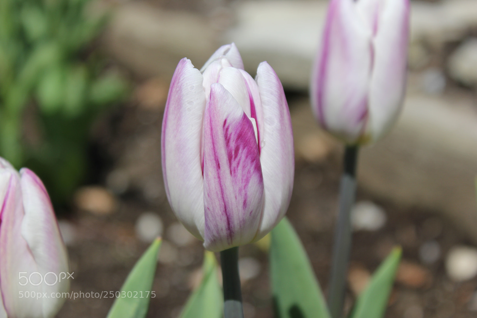 Canon EOS 550D (EOS Rebel T2i / EOS Kiss X4) sample photo. Tulips edward's garden, toronto photography