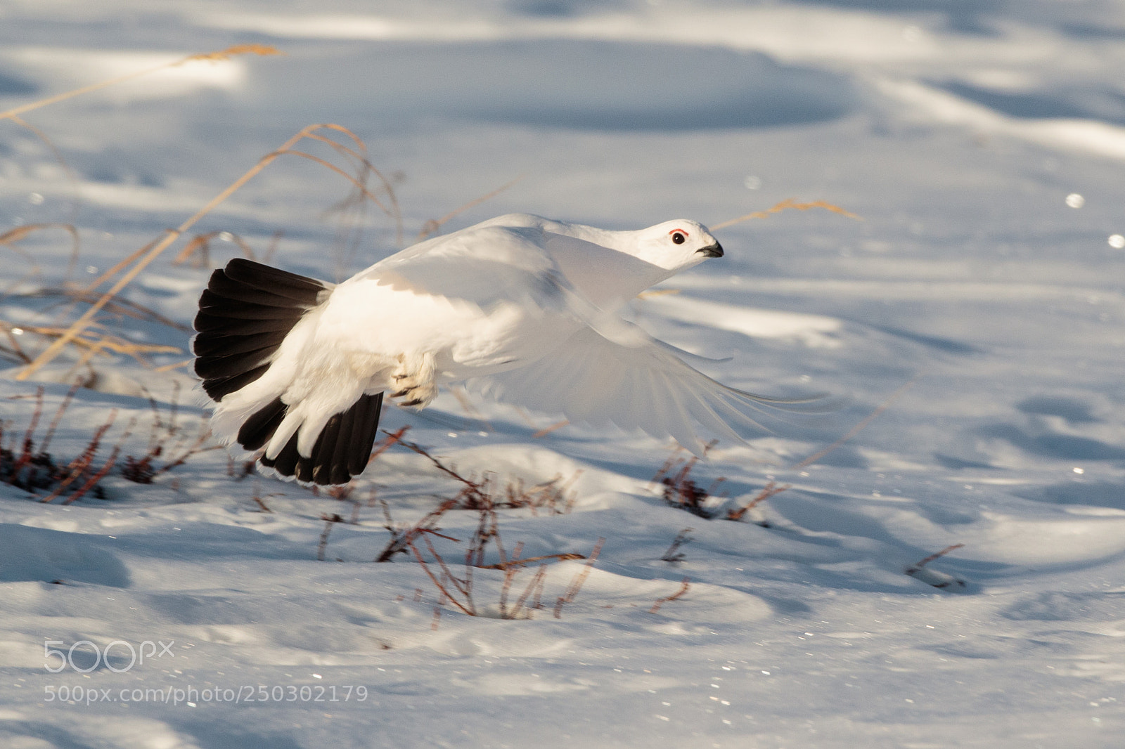 Canon EOS 7D Mark II sample photo. Willow ptarmigan photography