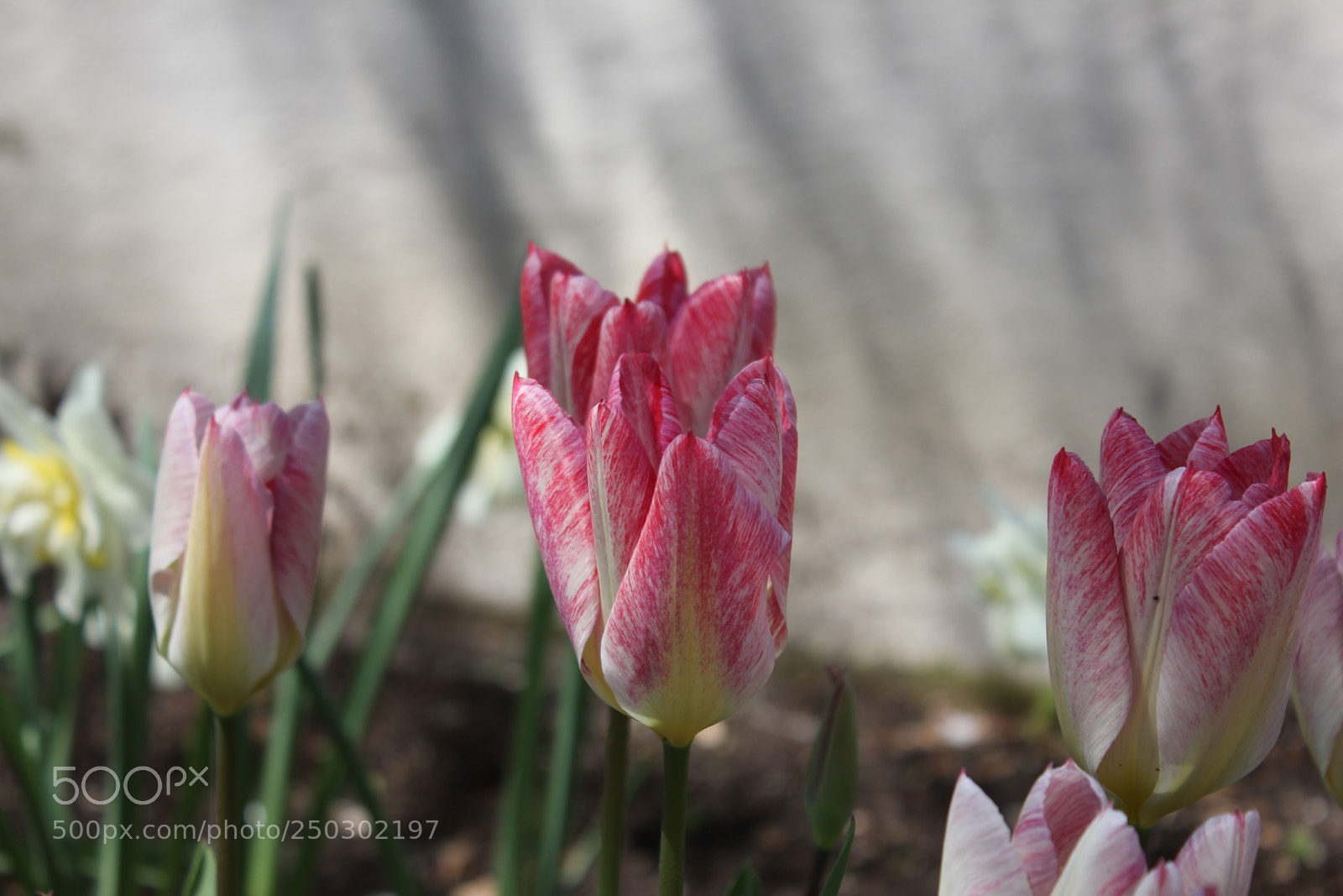 Canon EOS 550D (EOS Rebel T2i / EOS Kiss X4) sample photo. Tulips edward's garden, toronto photography