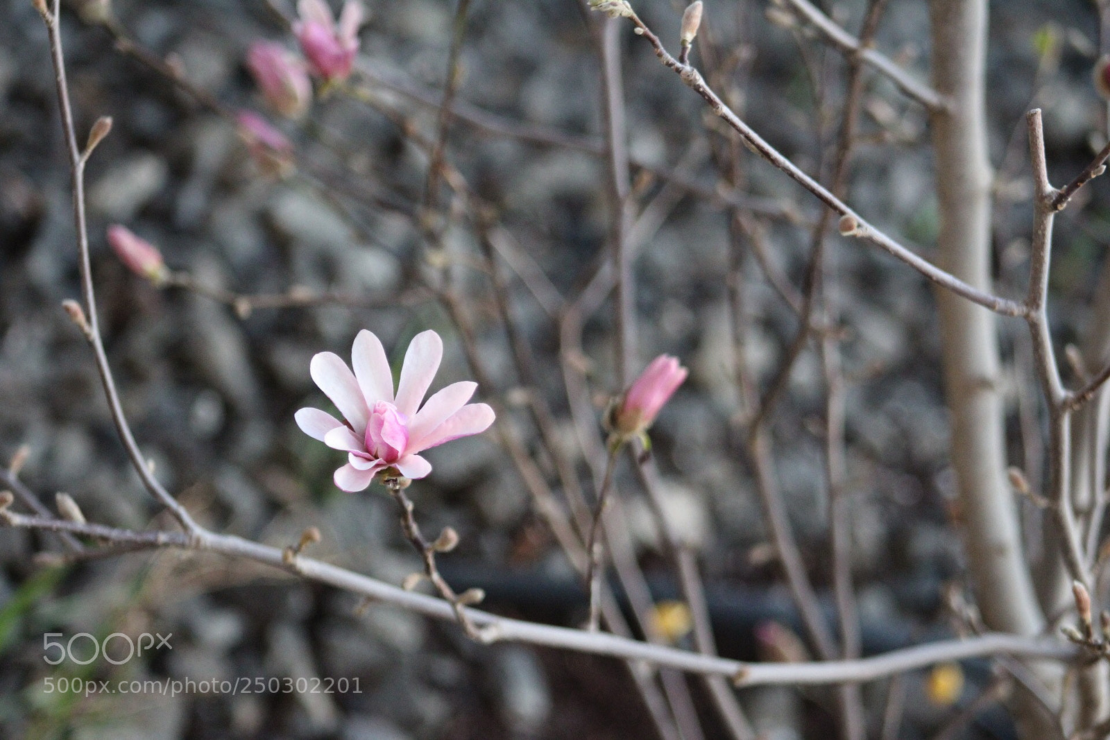 Canon EOS 1300D (EOS Rebel T6 / EOS Kiss X80) sample photo. Blooming magnolia photography