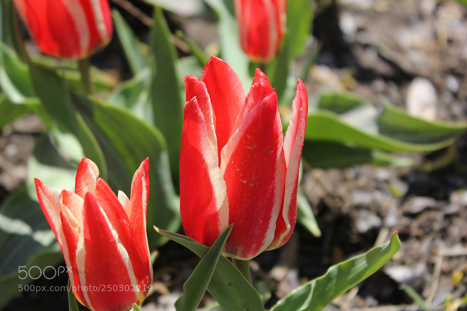 Canon EOS 550D (EOS Rebel T2i / EOS Kiss X4) sample photo. Tulips edward's garden, toronto photography