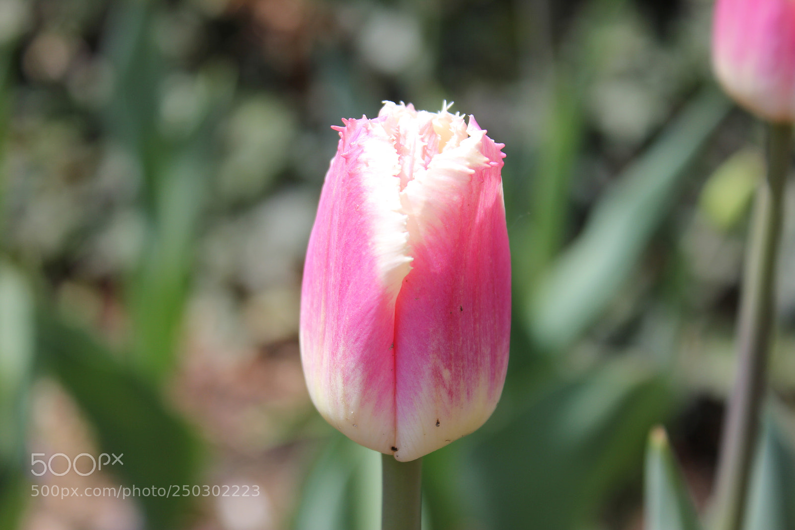 Canon EOS 550D (EOS Rebel T2i / EOS Kiss X4) sample photo. Tulips edward's garden, toronto photography