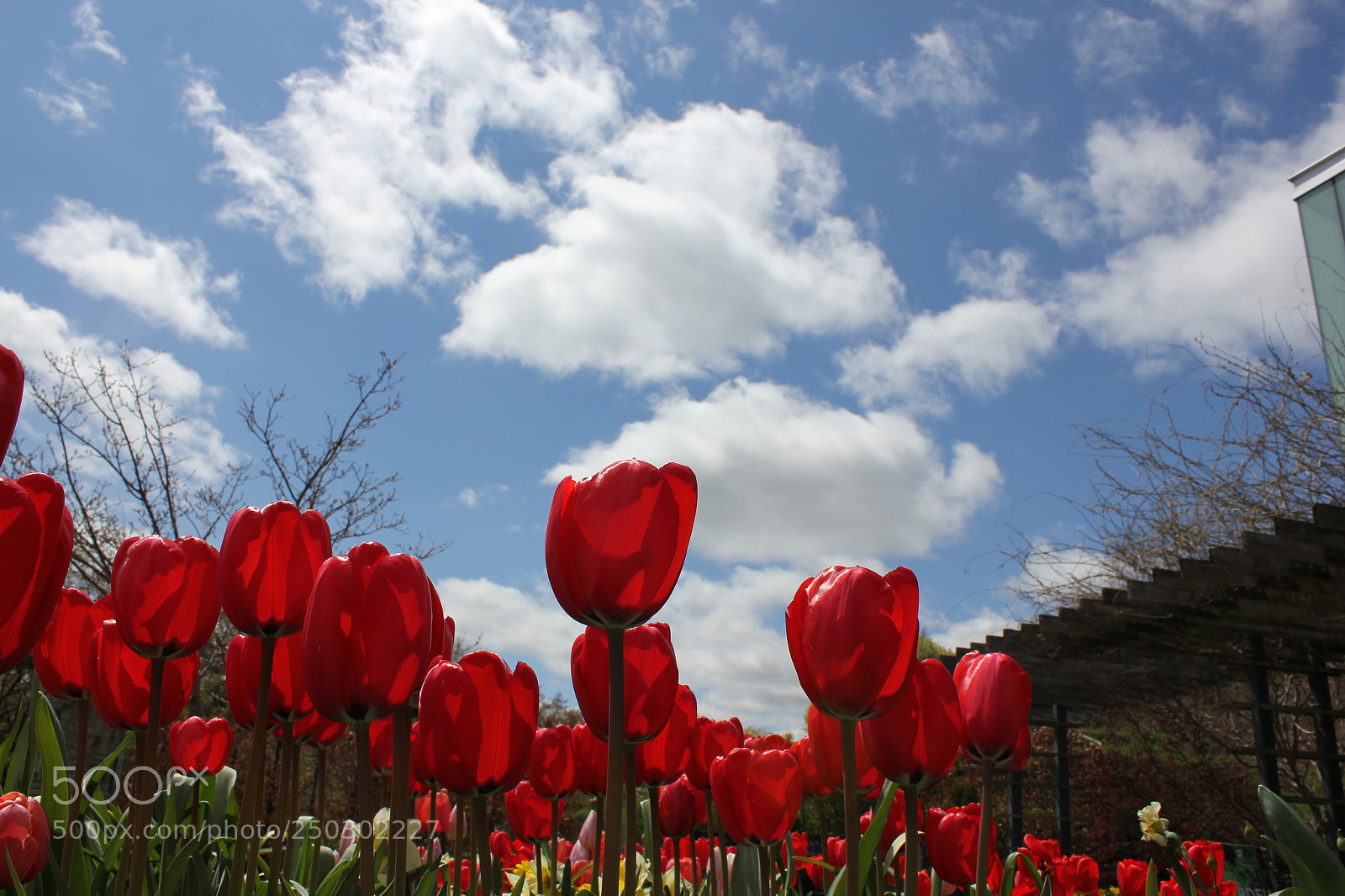 Canon EOS 550D (EOS Rebel T2i / EOS Kiss X4) sample photo. Tulips edward's garden, toronto photography
