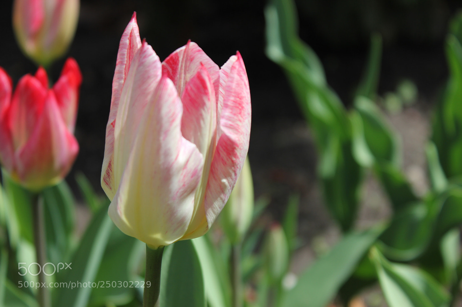 Canon EOS 550D (EOS Rebel T2i / EOS Kiss X4) sample photo. Tulips edward's garden, toronto photography