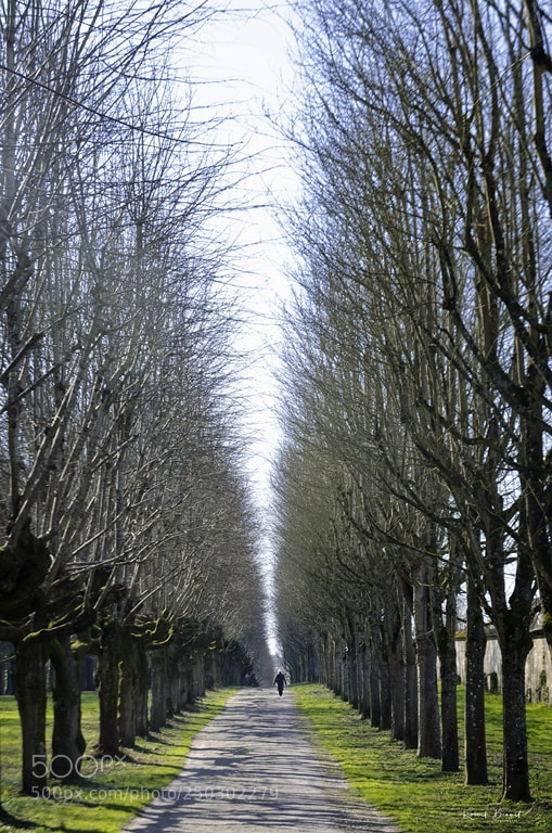 Nikon D7000 sample photo. Fontainebleau pathway photography