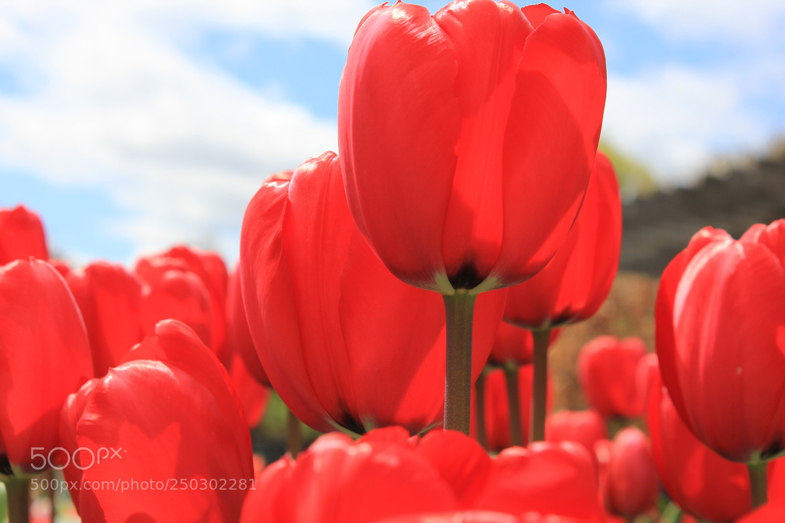 Canon EOS 550D (EOS Rebel T2i / EOS Kiss X4) sample photo. Tulips edward's garden, toronto photography