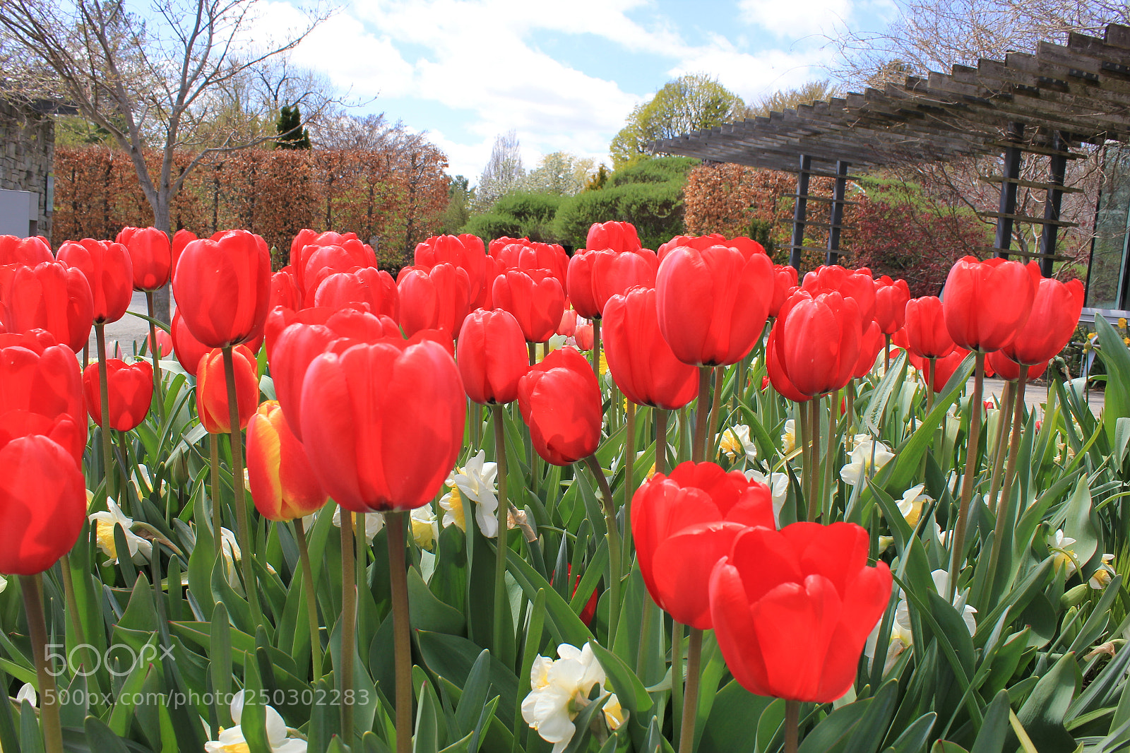 Canon EOS 550D (EOS Rebel T2i / EOS Kiss X4) sample photo. Tulips edward's garden, toronto photography