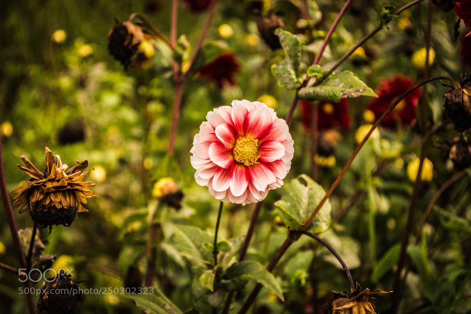 Nikon D5200 sample photo. Pink photography