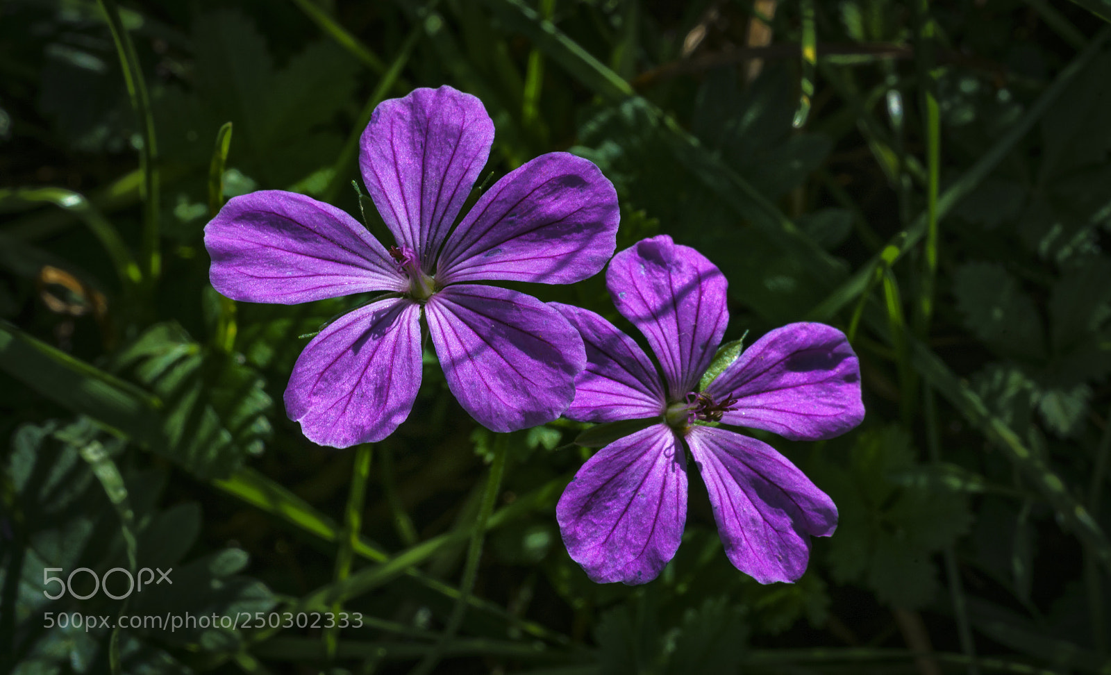 Sony a7R II sample photo. Malva vulgaris ii ebeg photography