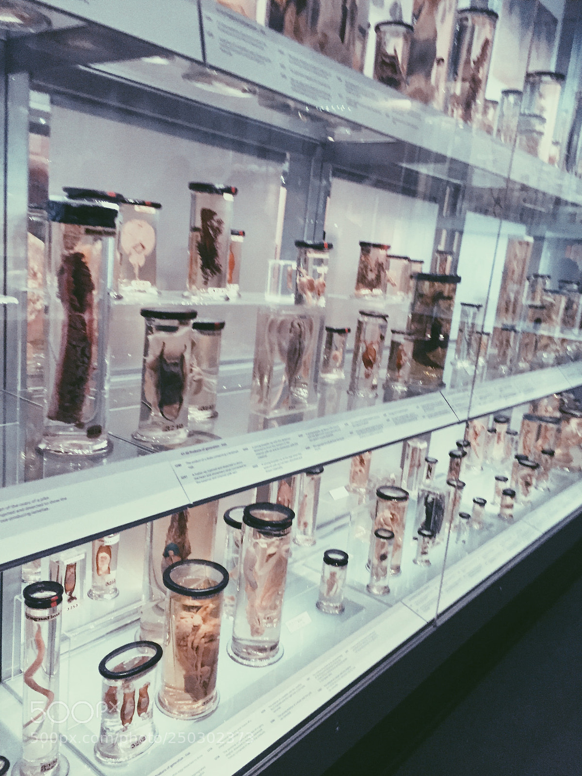 Apple iPhone 6 sample photo. Hunterian museum, london photography