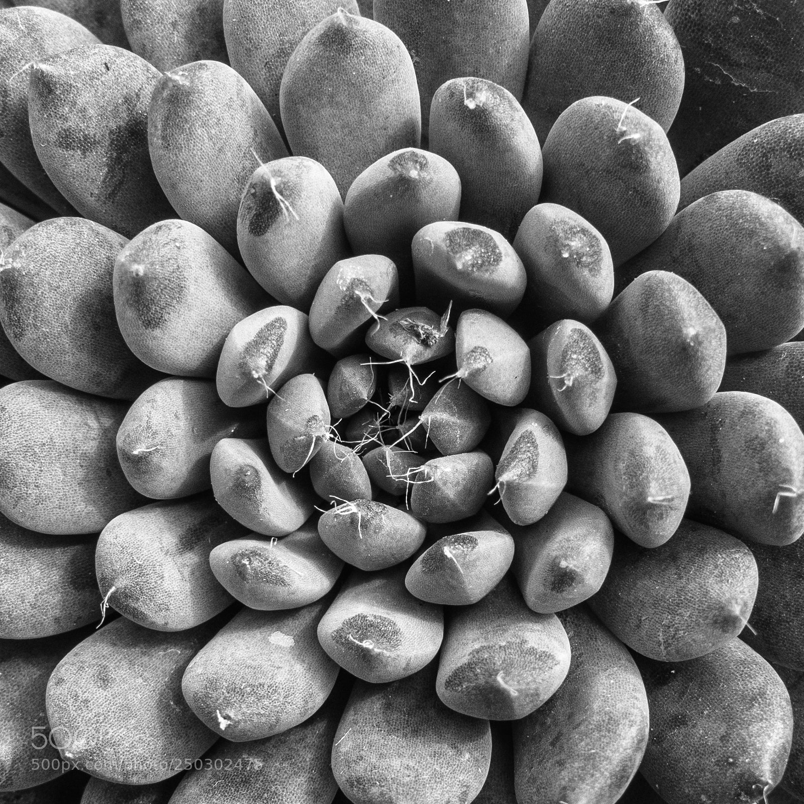 Sony DSC-RX100M5 sample photo. Succulent series 2 #2 photography