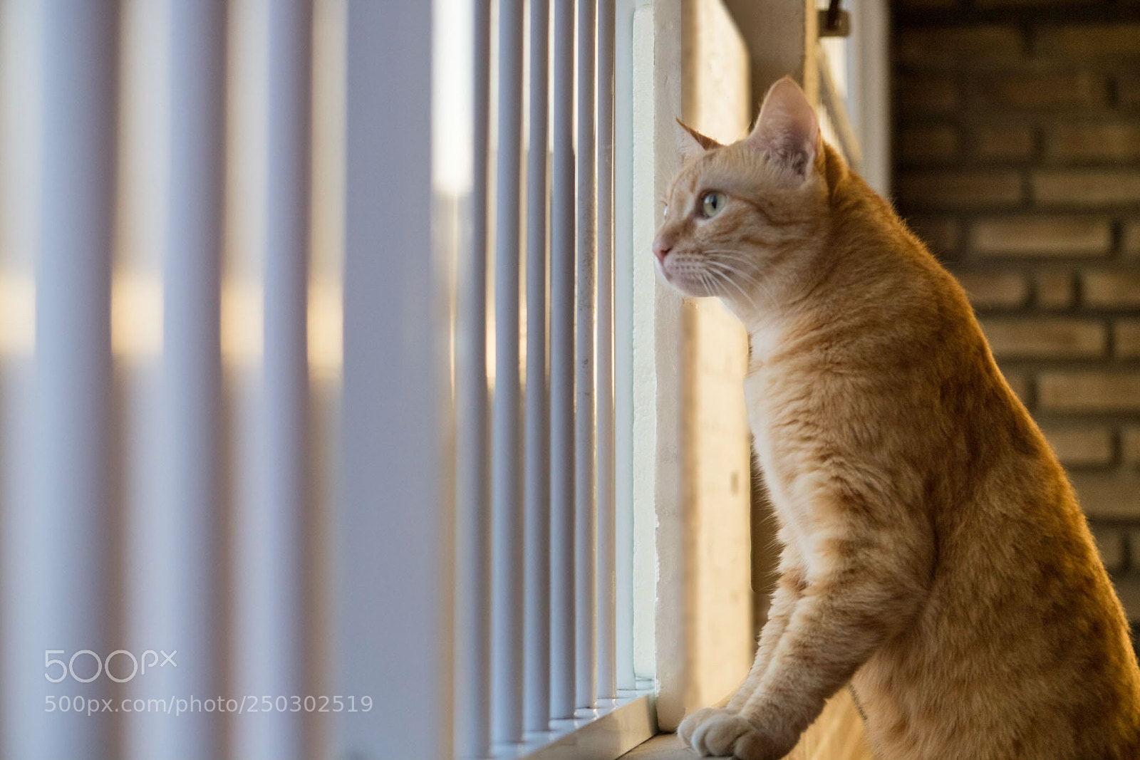 Canon EOS 6D Mark II sample photo. Quero fugir. photography