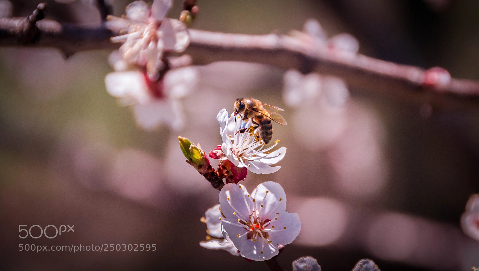 Nikon D90 sample photo. Spring photography