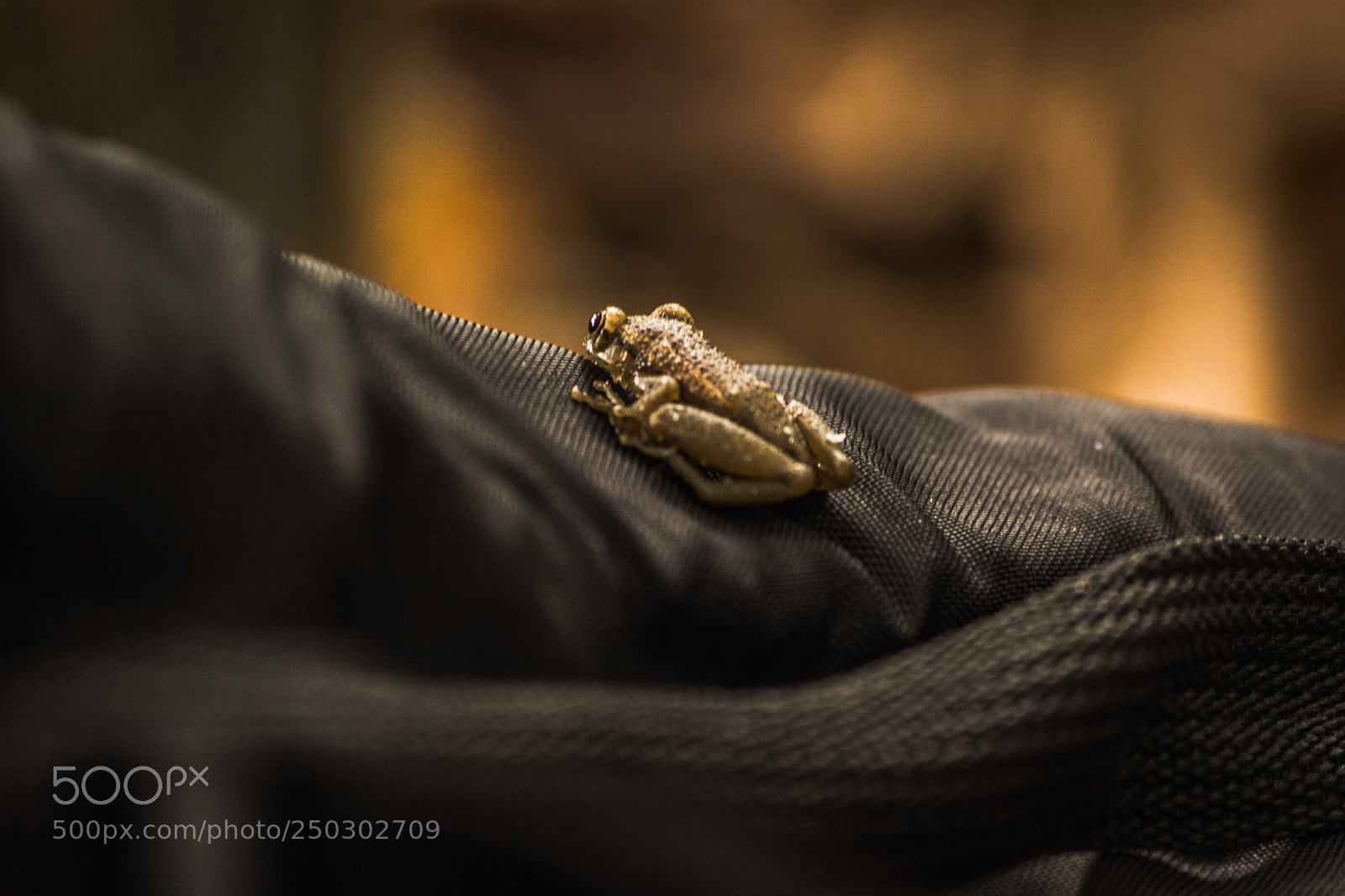 Nikon D5200 sample photo. Little toad photography