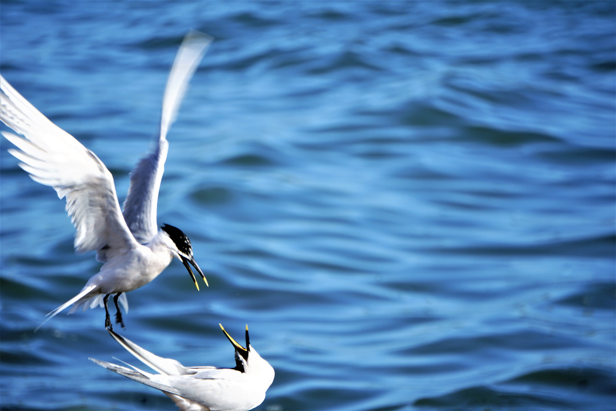 Sony E 55-210mm F4.5-6.3 OSS sample photo. Bird drama photography