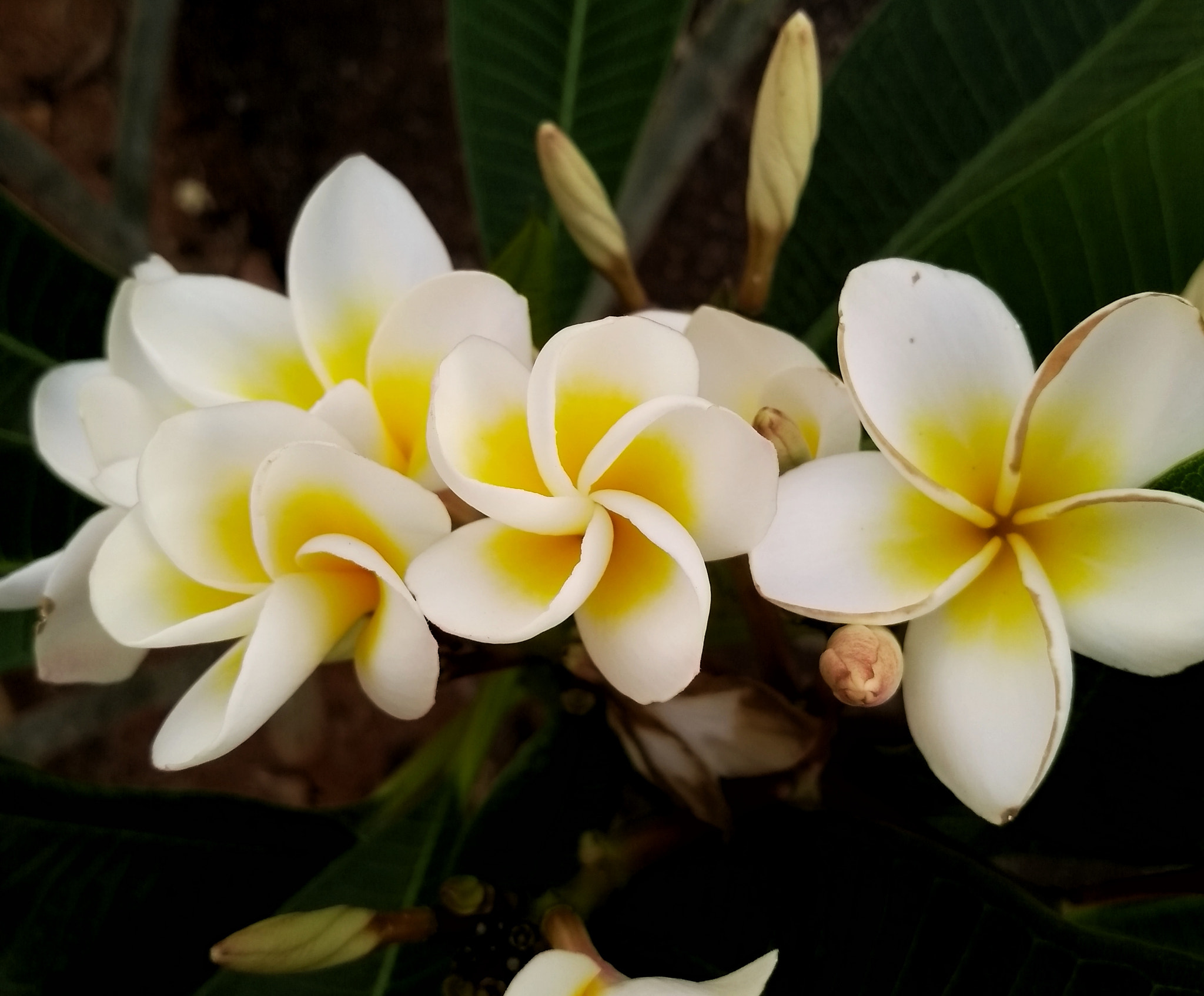 Motorola Moto G (5S) sample photo