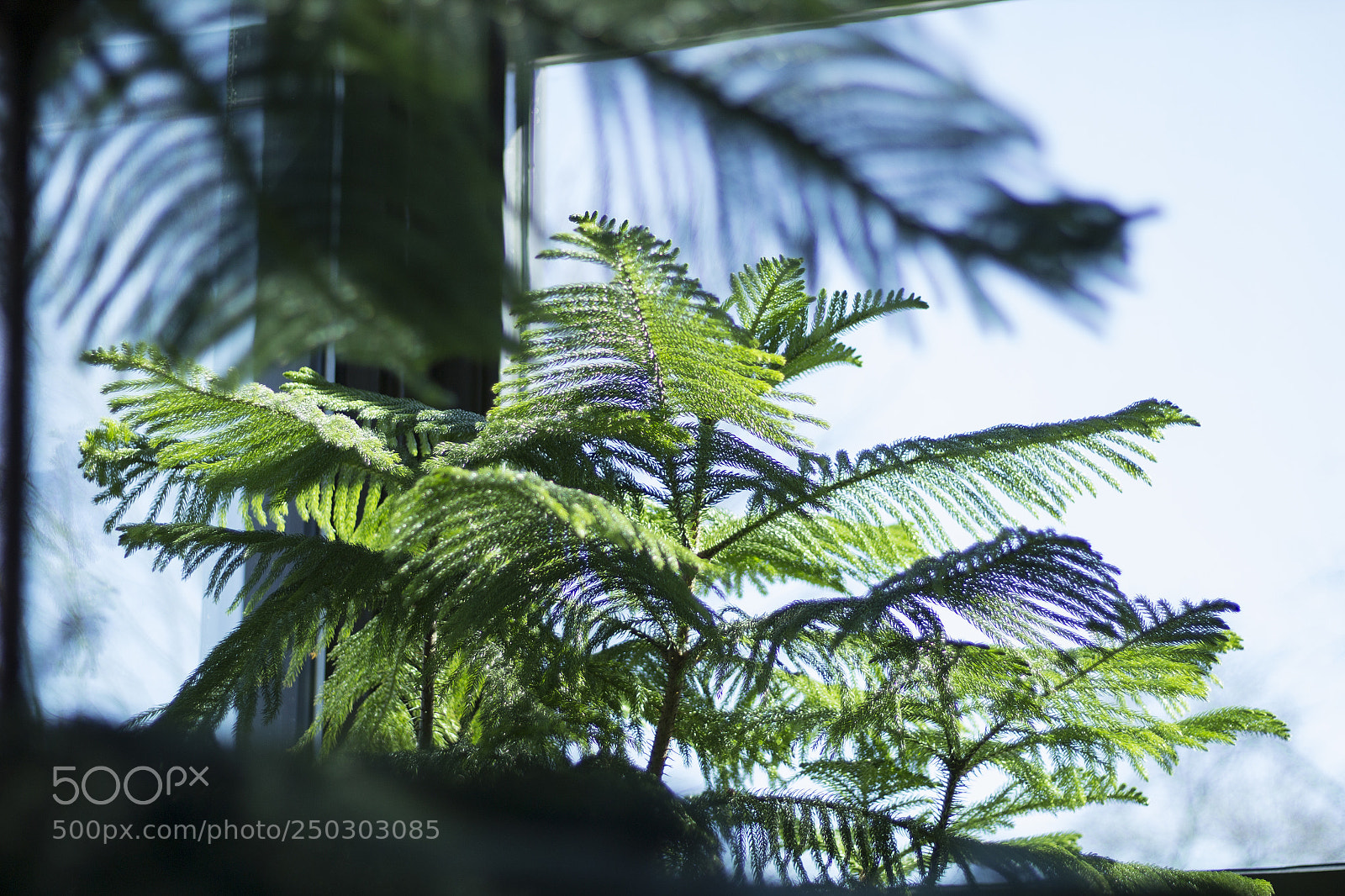 Canon EOS 1200D (EOS Rebel T5 / EOS Kiss X70 / EOS Hi) sample photo. Window tree. photography