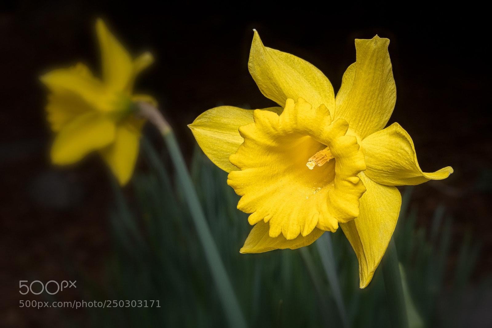 Nikon D500 sample photo. Daffodil photography