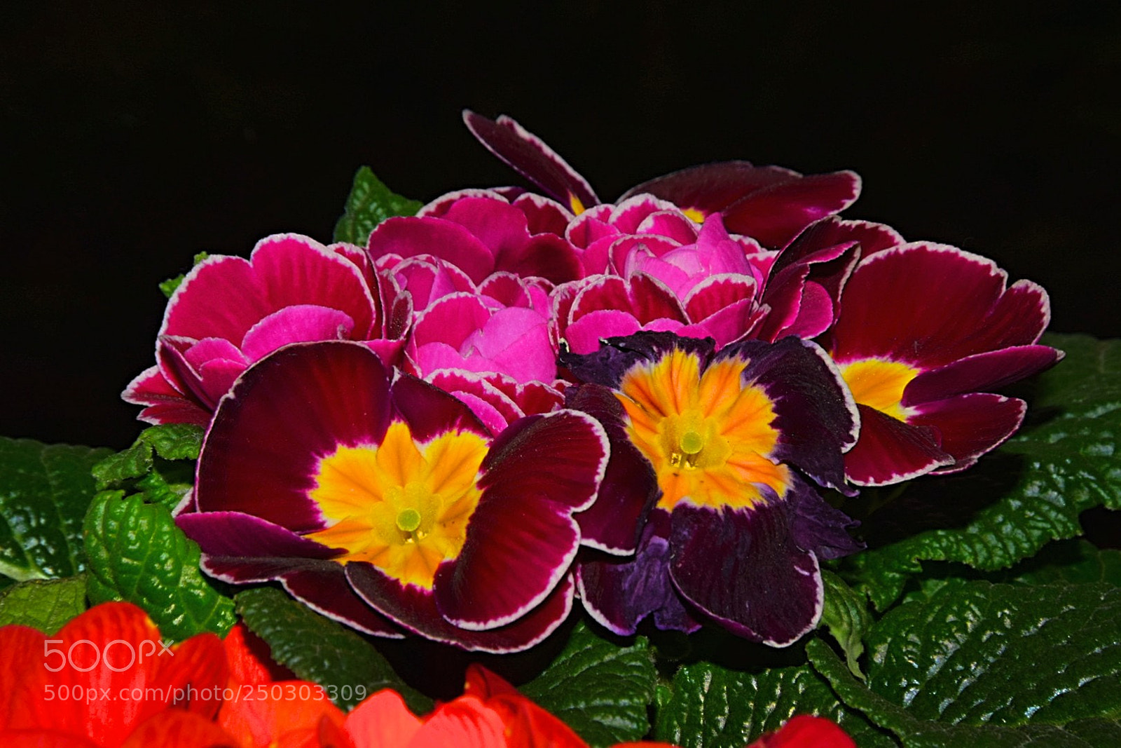 Nikon D5300 sample photo. Primeln f r den photography