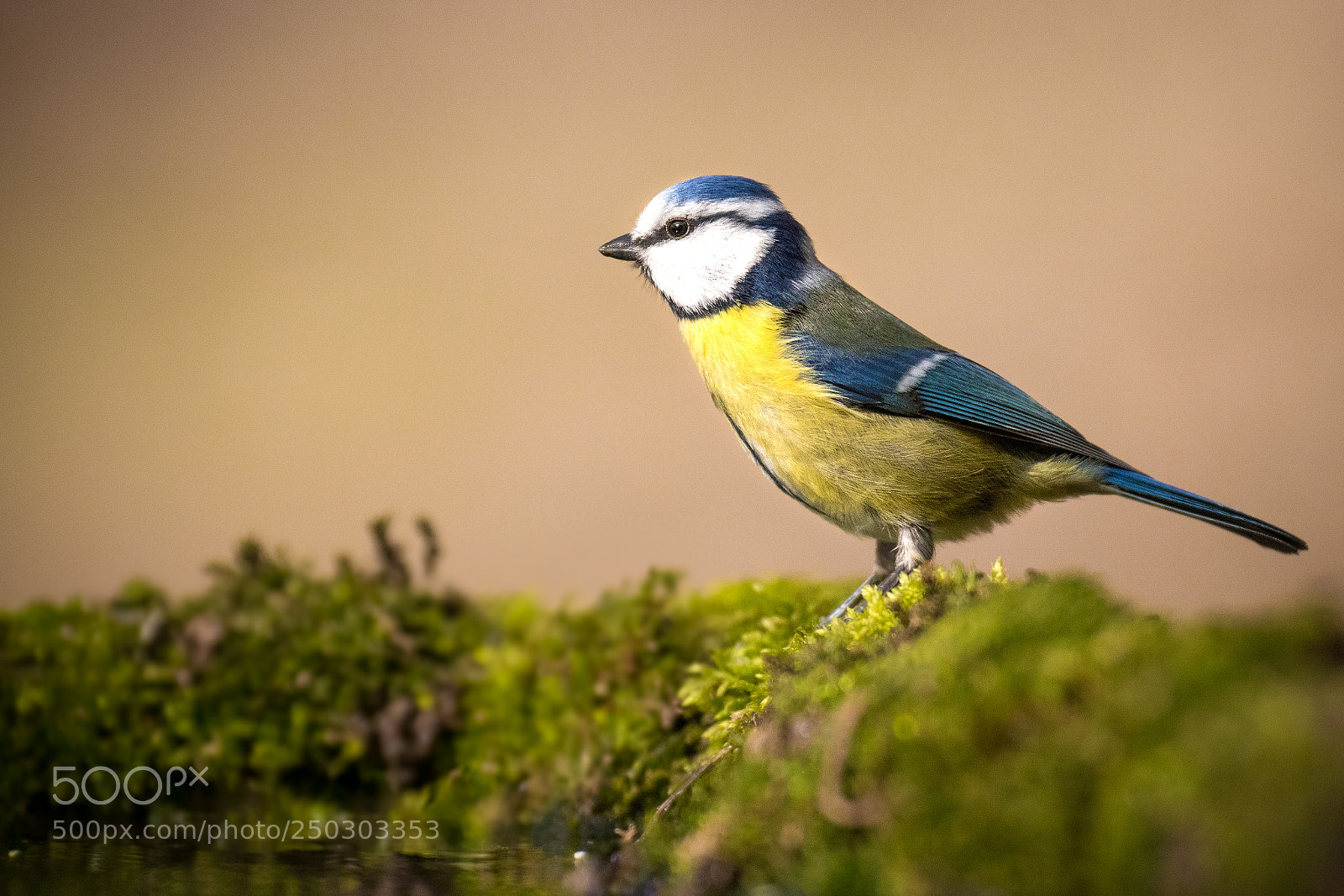 Canon EOS 80D sample photo. Blue tit photography