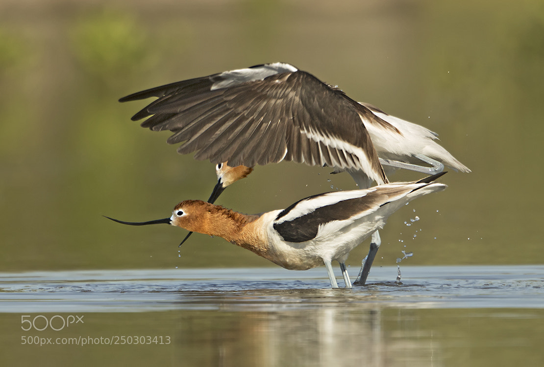 Canon EOS 7D Mark II sample photo. Avocet in love photography
