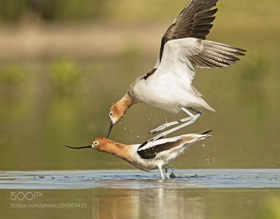 Canon EOS 7D Mark II sample photo. Avocet in love photography