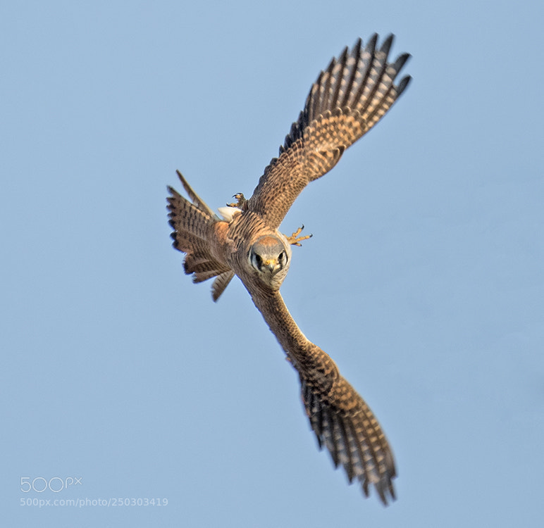 Nikon D500 sample photo. American kestrel photography