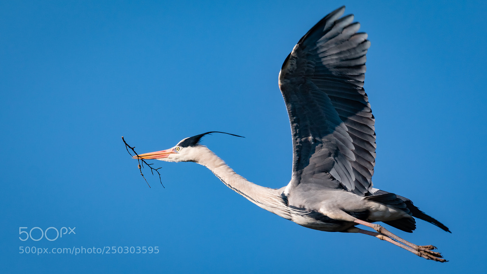 Canon EOS 70D sample photo. Reiger photography