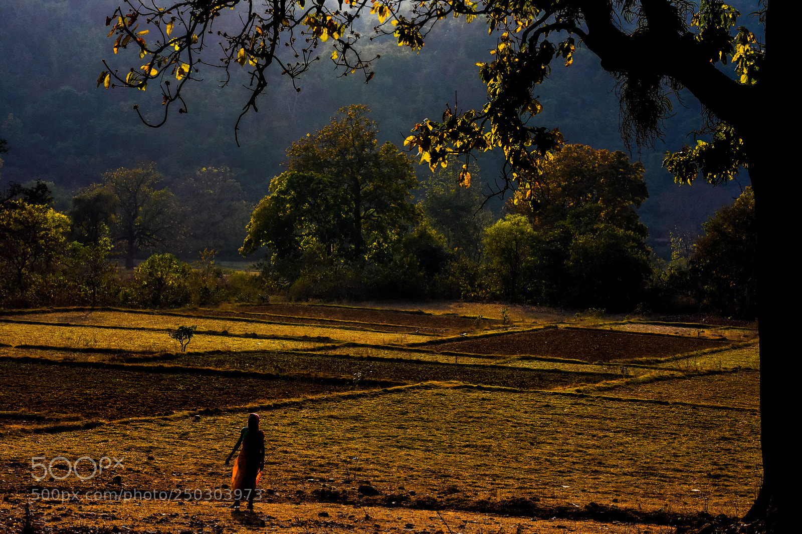 Nikon D7200 sample photo. A golden afternoon photography