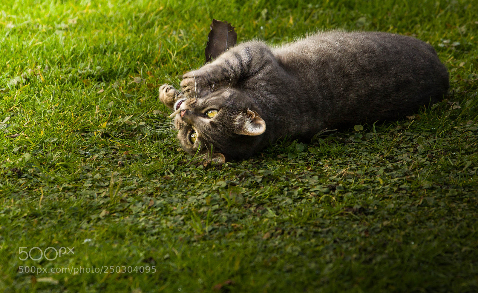 Canon EOS 60D sample photo. Gato domestico photography