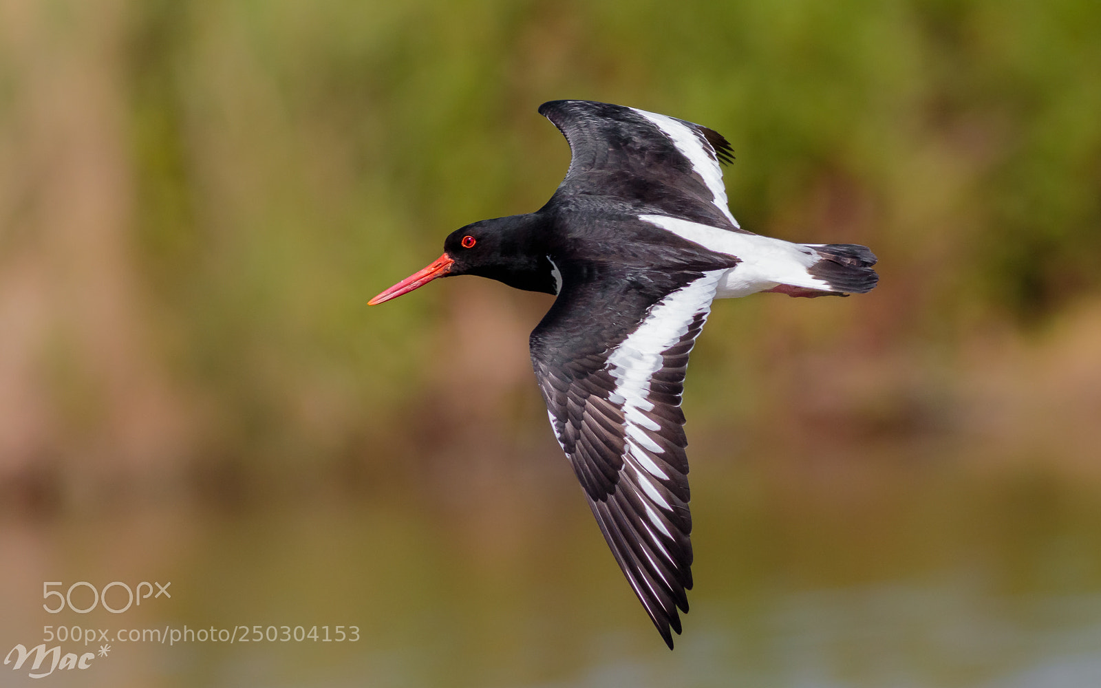 Canon EOS 7D Mark II sample photo. Oyster catcher-scholekster photography