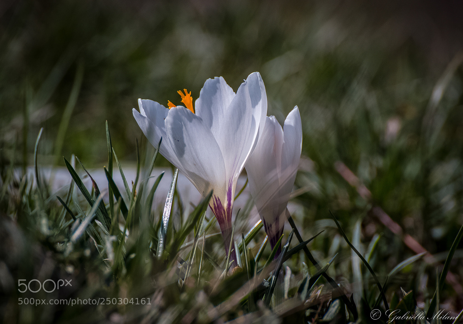 Canon EOS 70D sample photo. White crocus... photography