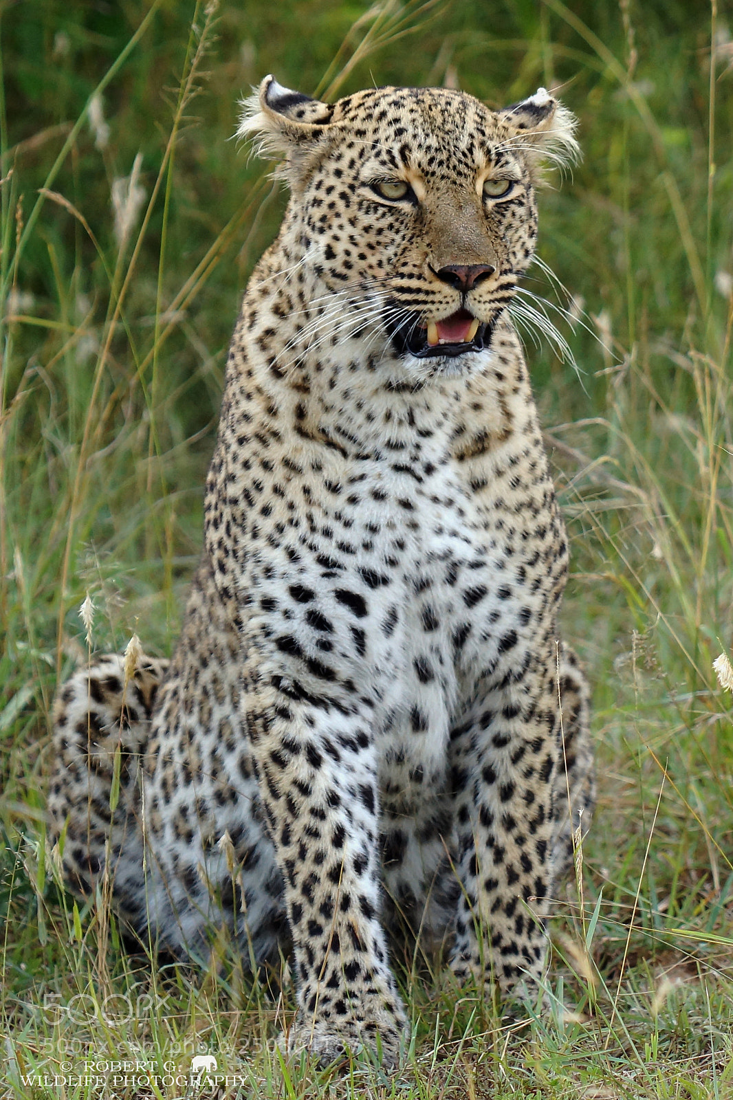 Sony SLT-A77 sample photo. Leopard portrait  1 photography