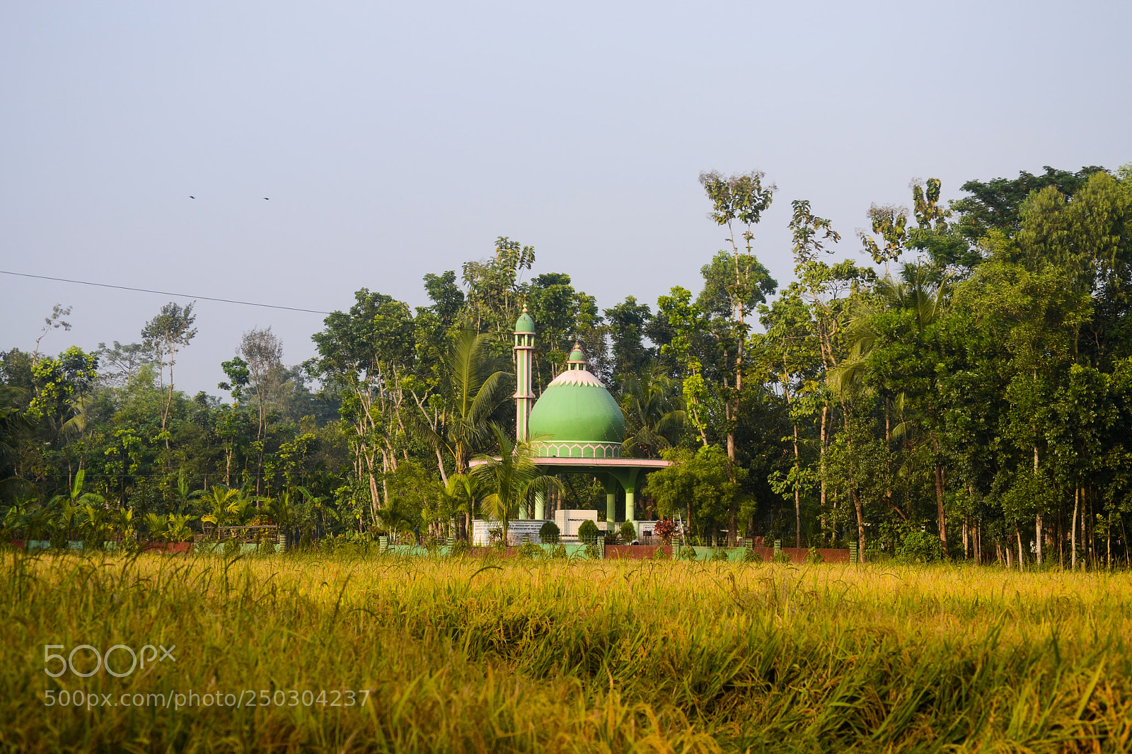 Nikon D3100 sample photo. Village : the roots photography