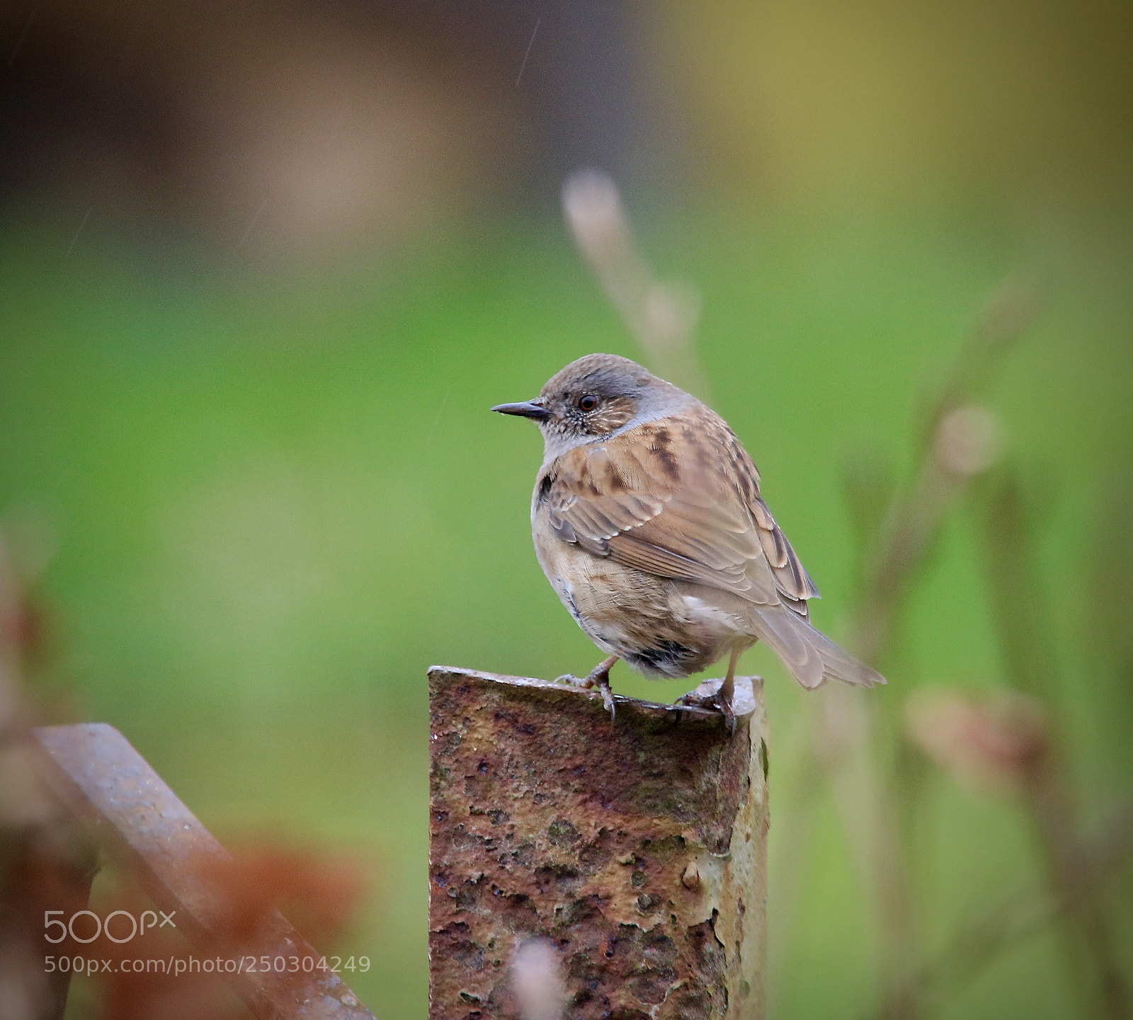 Canon EOS 7D Mark II sample photo. Heckenbraunelle photography