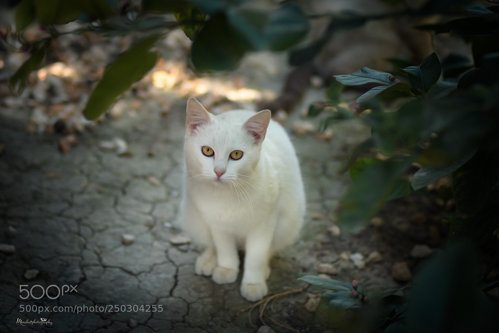 Canon EOS 70D sample photo. Bady photography