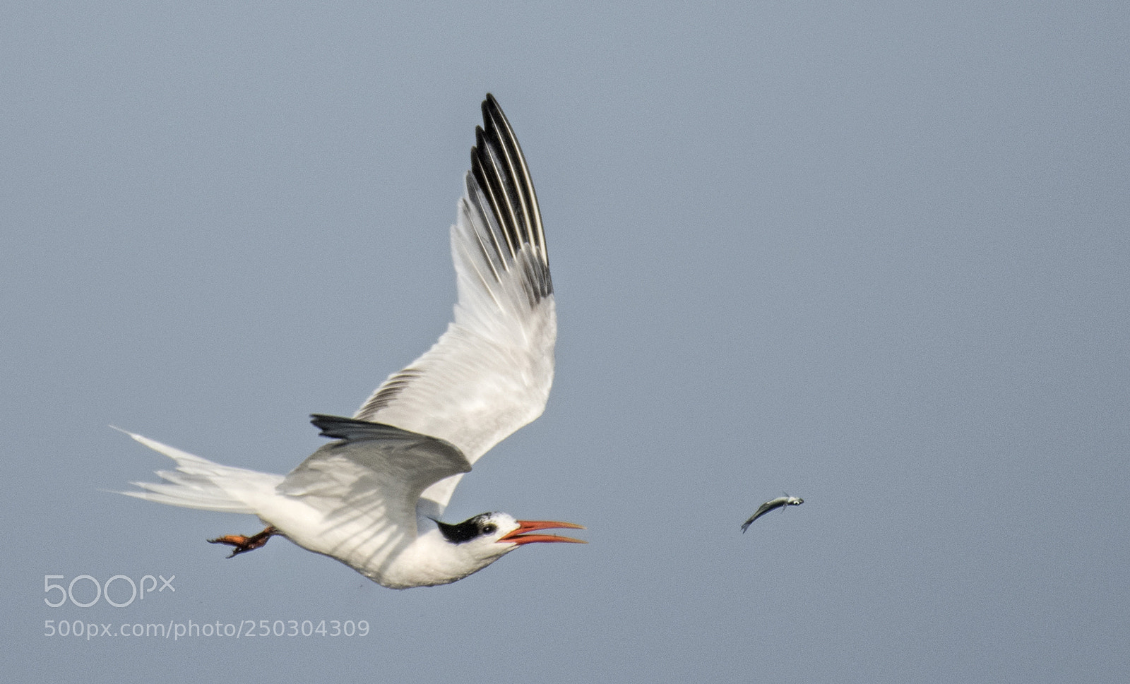 Nikon D500 sample photo. Flying tern & flying fish photography