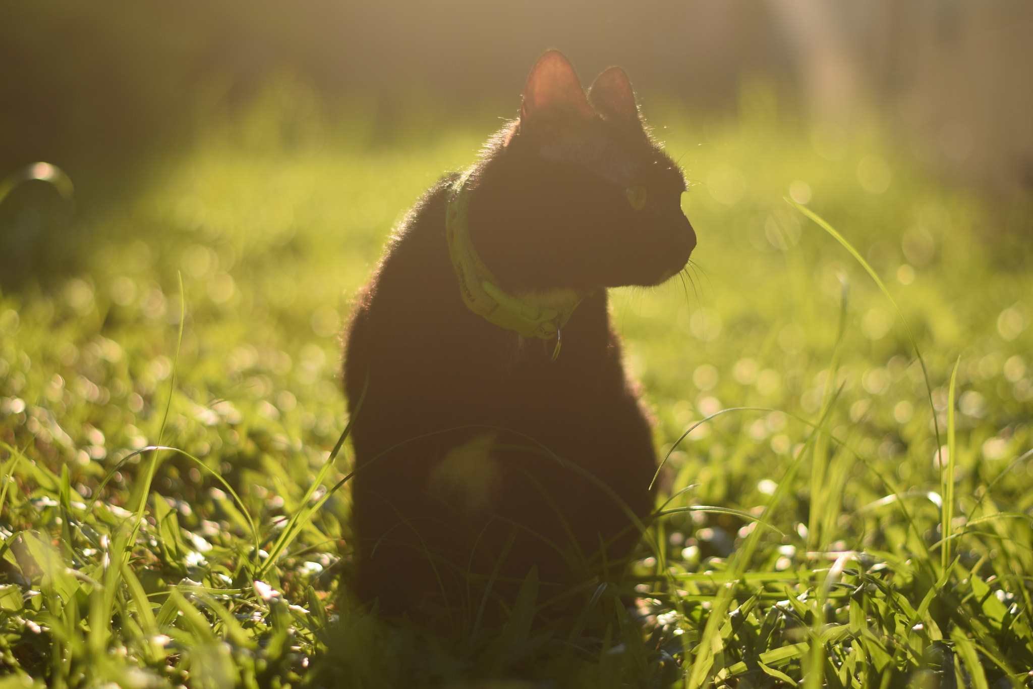 Nikon AF-S Nikkor 50mm F1.8G sample photo. Black cat in the morning photography