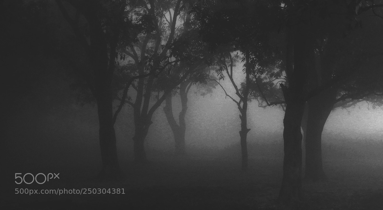 Nikon Coolpix A900 sample photo. Spooky forest photography