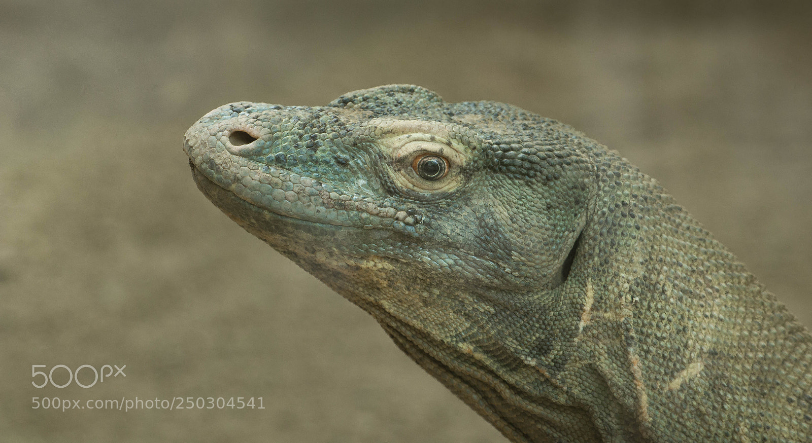 Canon EOS 60D sample photo. Dragon de komodo photography