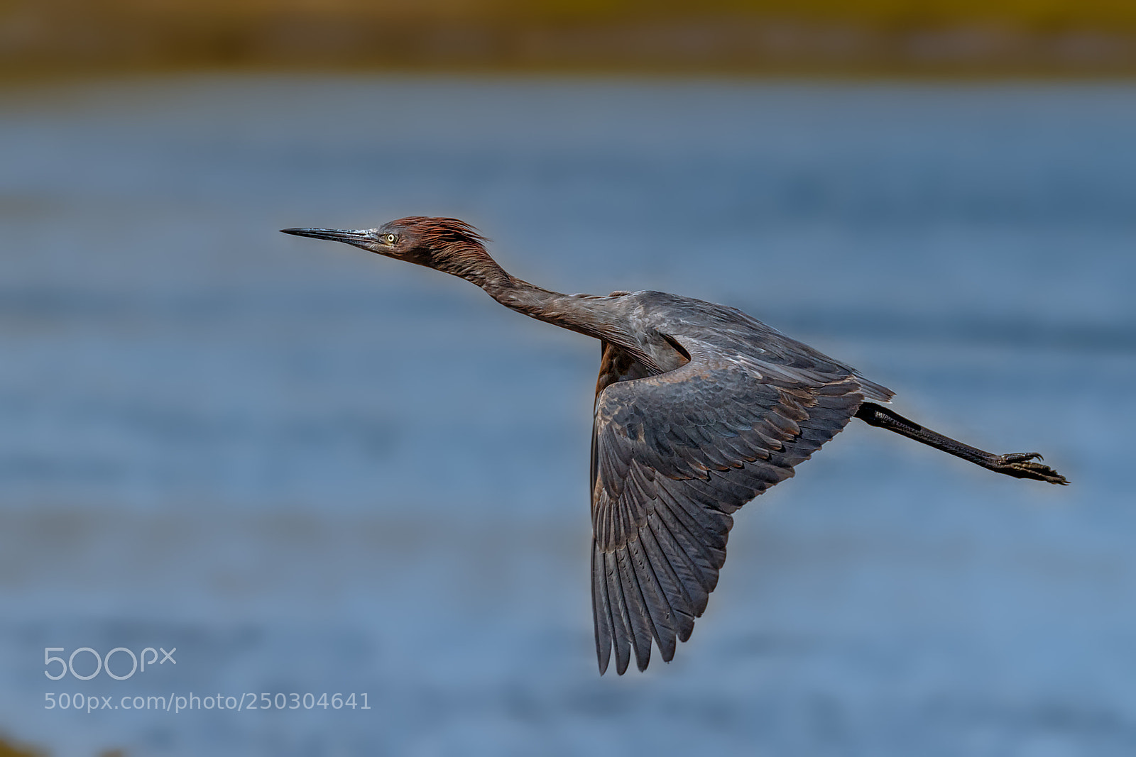Canon EOS 7D Mark II sample photo. Reddish egret: after take-off photography