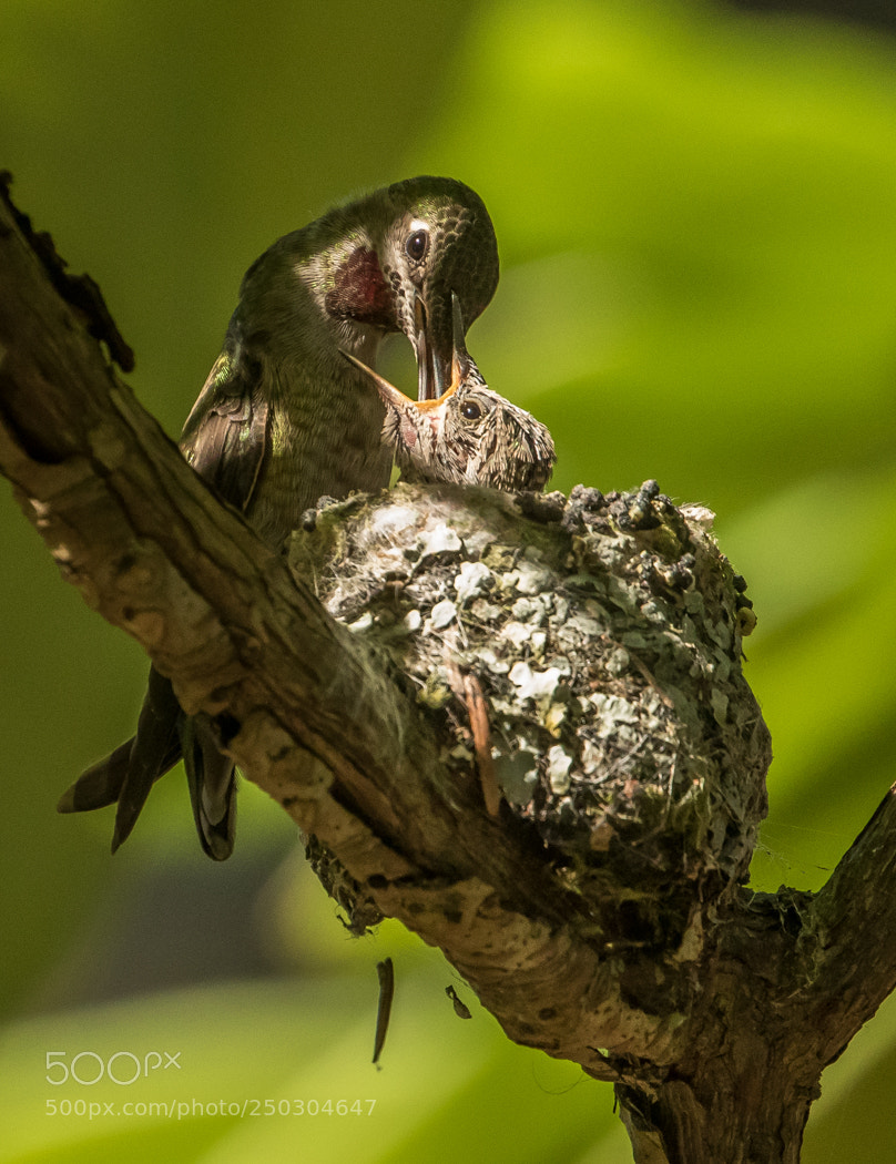 Canon EOS 7D Mark II sample photo. Anna's hummingbird and chick photography