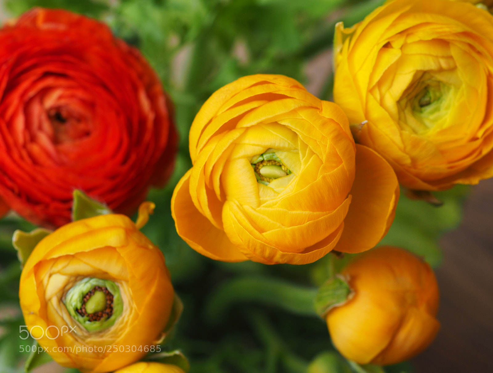 Olympus OM-D E-M5 II sample photo. Ranunculus photography