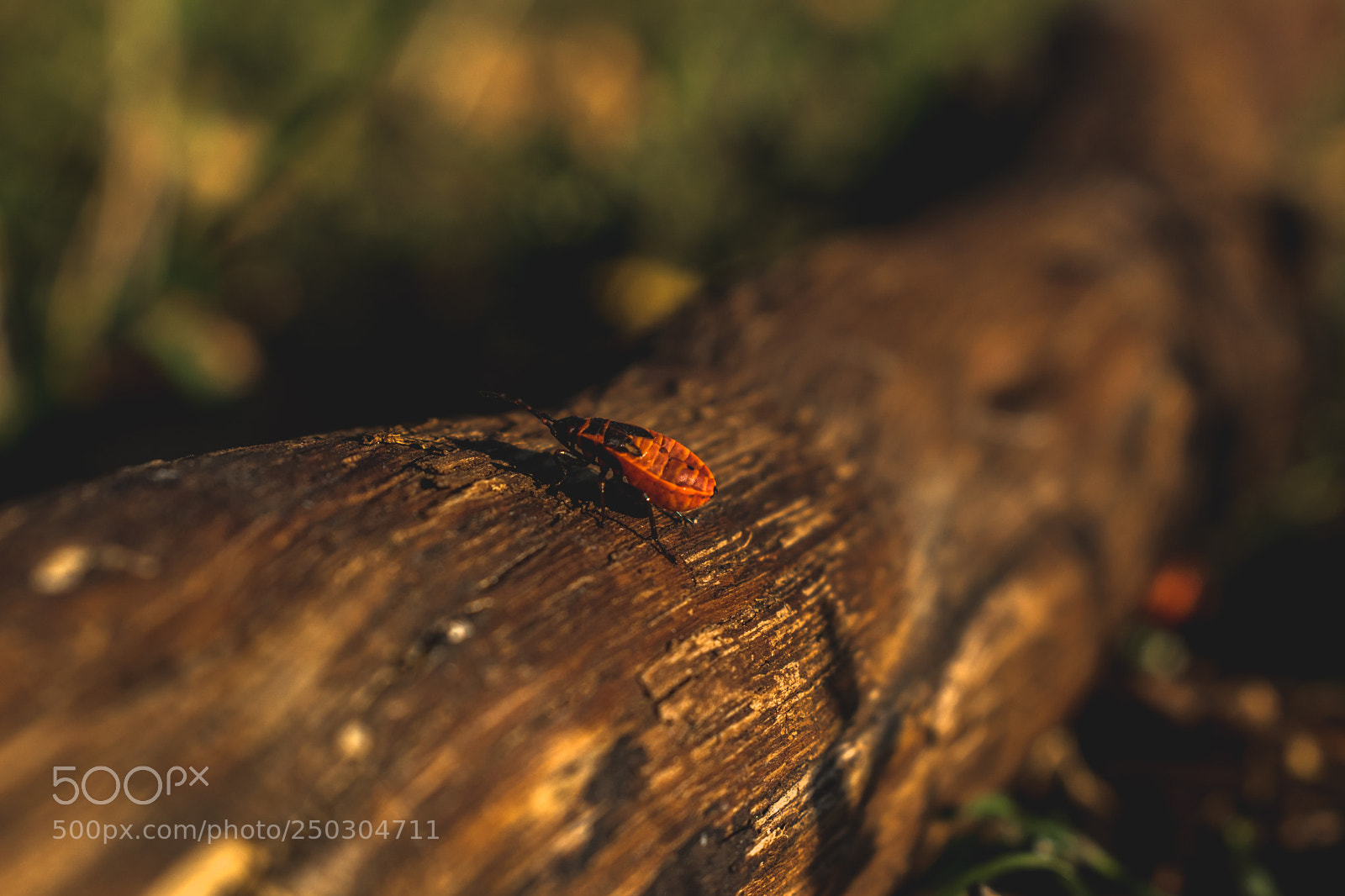Nikon D5300 sample photo. Bugs photography
