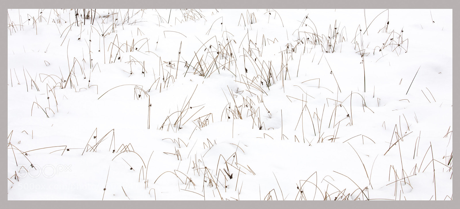 Canon EOS 5D Mark IV sample photo. Grass in snow photography
