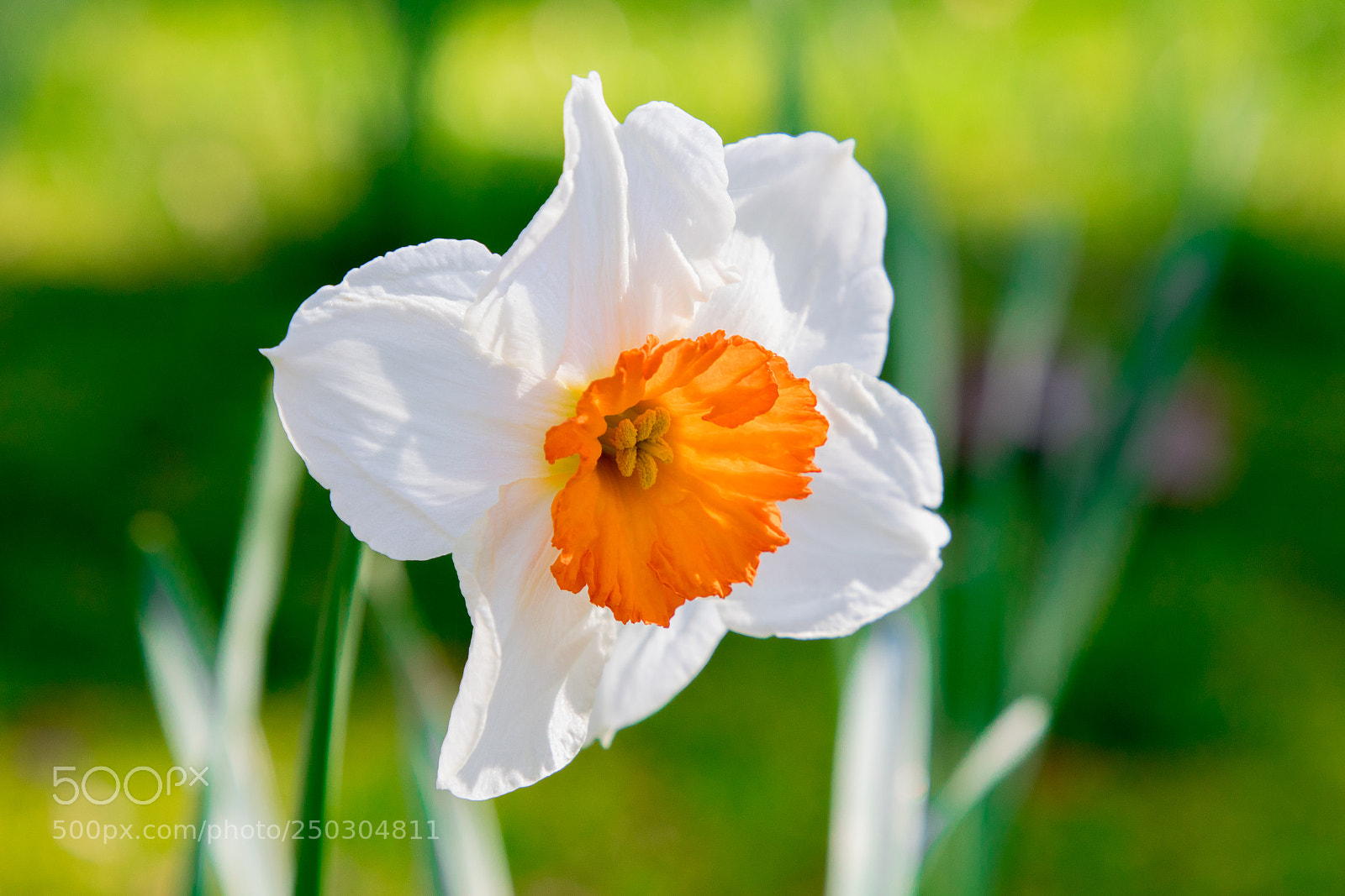 Canon EOS 5D Mark IV sample photo. Ya photography