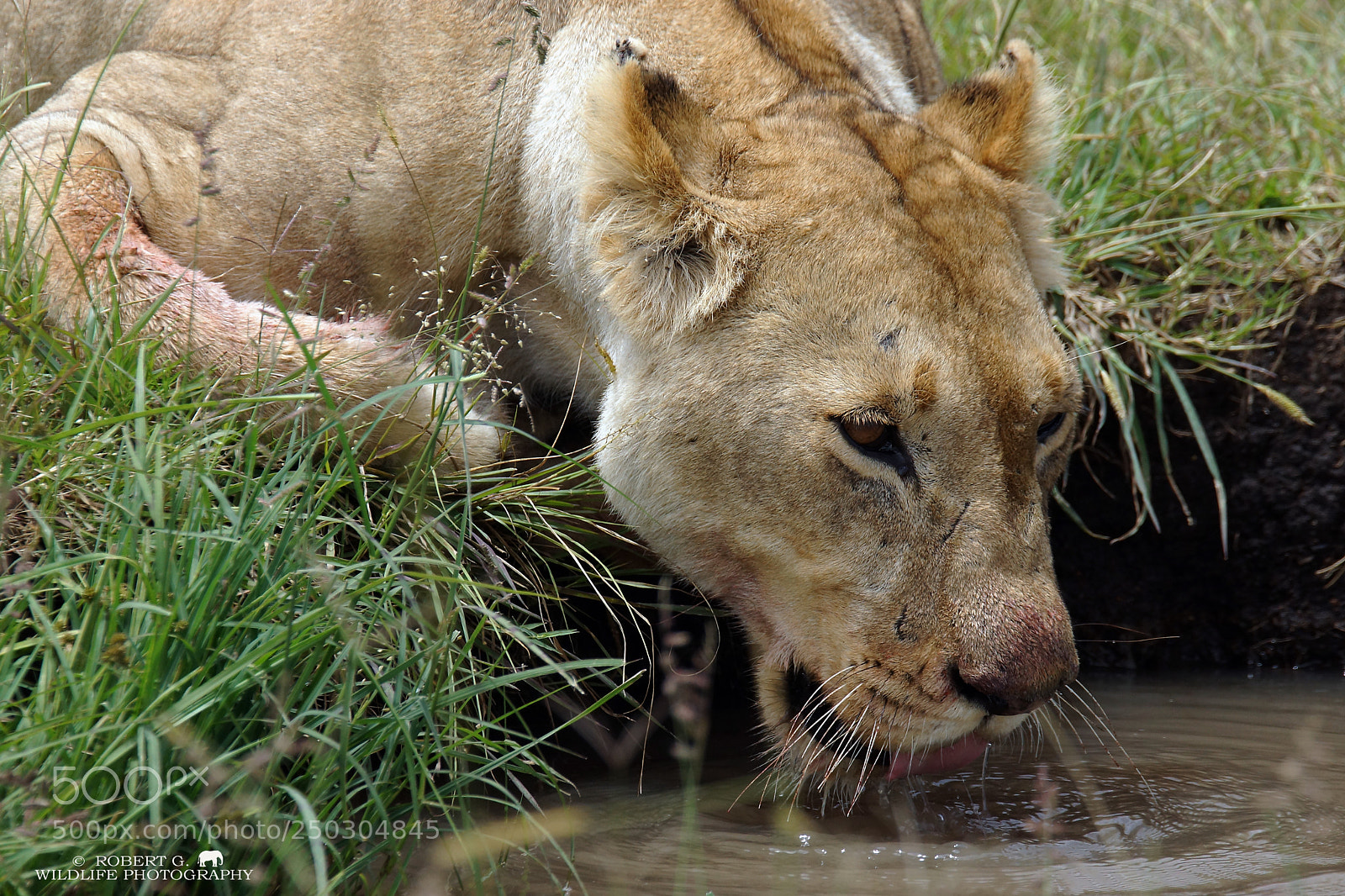 Sony SLT-A77 sample photo. Thirsty lion photography