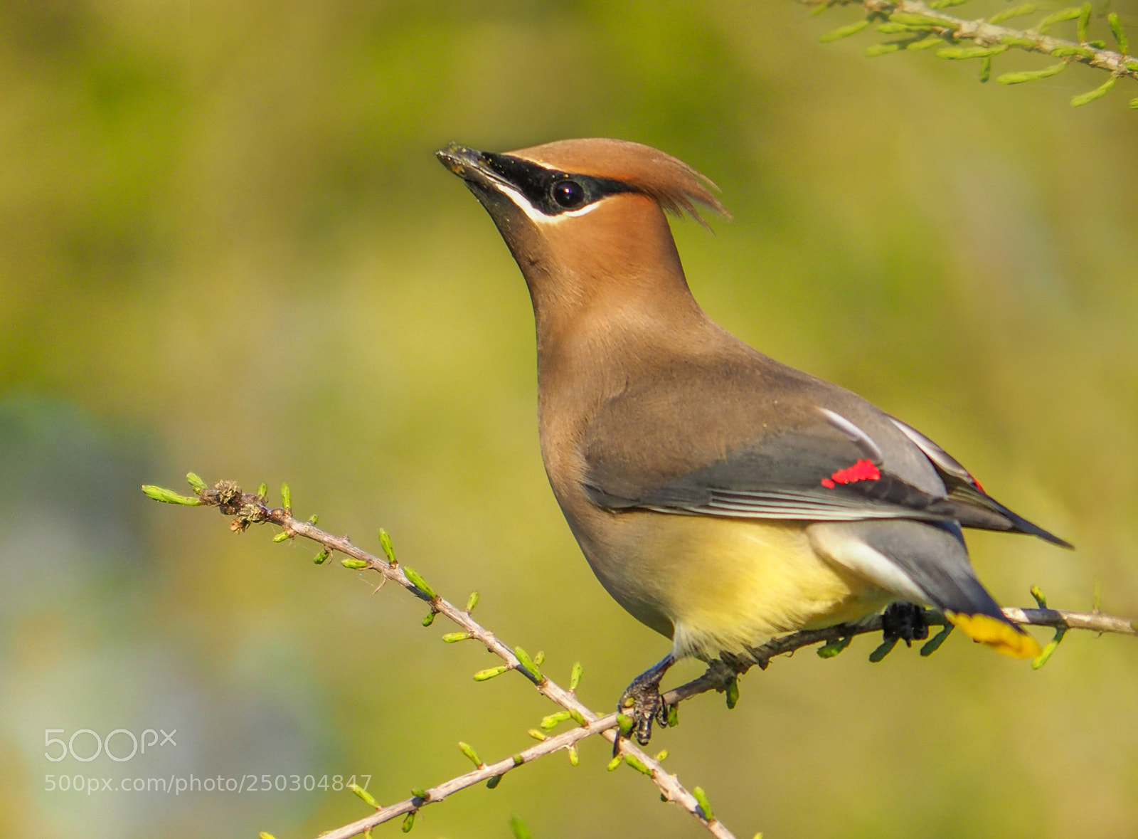 Olympus OM-D E-M1 Mark II sample photo. Cedar waxwing photography